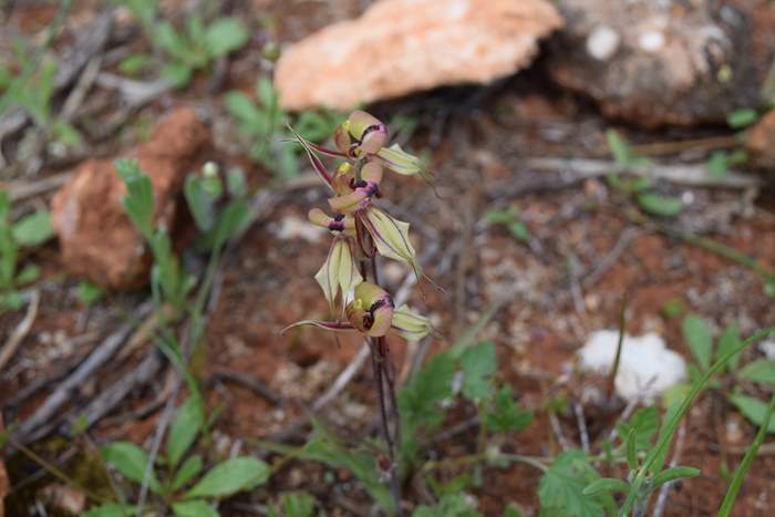 Caladenia cristata - Crested Spider Orchid -Sep-2018p0001.JPG